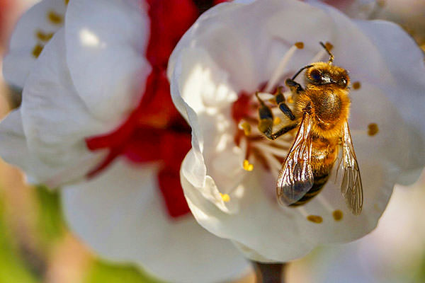 Φωτογραφίζοντας την ταπεινή μέλισσα